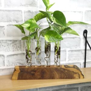 Plentiful Pothos & Philodendron (6-Pack), Pothos Live Plant Decor, Office Plants, Real Plants, Easy Indoor Plant, House Plants Indoors Live Plants Indoor Plants Live Houseplants by Plants for Pets