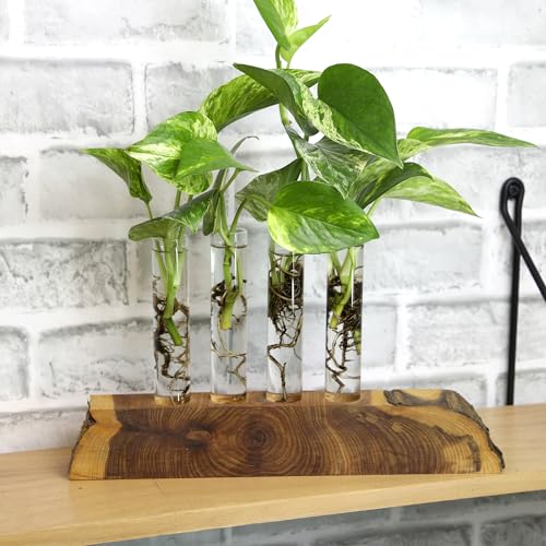 Plentiful Pothos & Philodendron (6-Pack), Pothos Live Plant Decor, Office Plants, Real Plants, Easy Indoor Plant, House Plants Indoors Live Plants Indoor Plants Live Houseplants by Plants for Pets