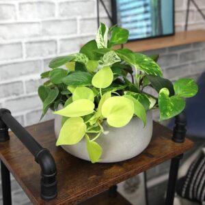 Plentiful Pothos & Philodendron (6-Pack), Pothos Live Plant Decor, Office Plants, Real Plants, Easy Indoor Plant, House Plants Indoors Live Plants Indoor Plants Live Houseplants by Plants for Pets