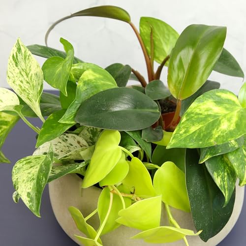 Plentiful Pothos & Philodendron (6-Pack), Pothos Live Plant Decor, Office Plants, Real Plants, Easy Indoor Plant, House Plants Indoors Live Plants Indoor Plants Live Houseplants by Plants for Pets