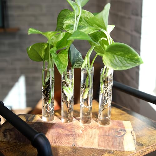 Plentiful Pothos & Philodendron (6-Pack), Pothos Live Plant Decor, Office Plants, Real Plants, Easy Indoor Plant, House Plants Indoors Live Plants Indoor Plants Live Houseplants by Plants for Pets