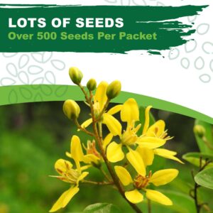 TKE Farms & Gardens - Rue Seeds for Planting, 1 Gram, 500 Heirlooom Seeds, Non-GMO, Instructions Included, Ruta graveolens, Qty 1