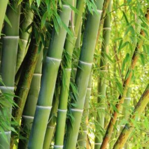 Giant Bamboo Seeds for Planting - 500+ Bamboo Seeds Exotic and Fast Growing Giant Bamboo, Privacy Screen