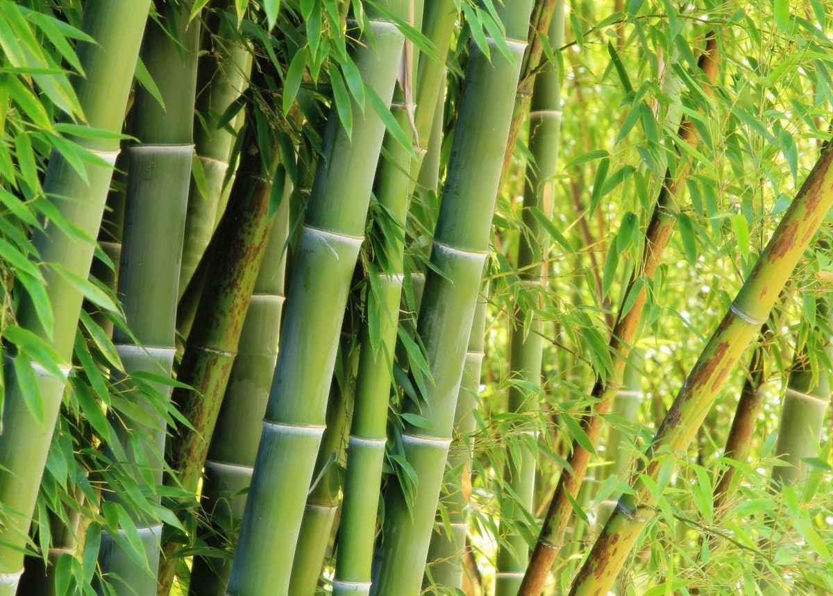 Giant Bamboo Seeds for Planting - 500+ Bamboo Seeds Exotic and Fast Growing Giant Bamboo, Privacy Screen