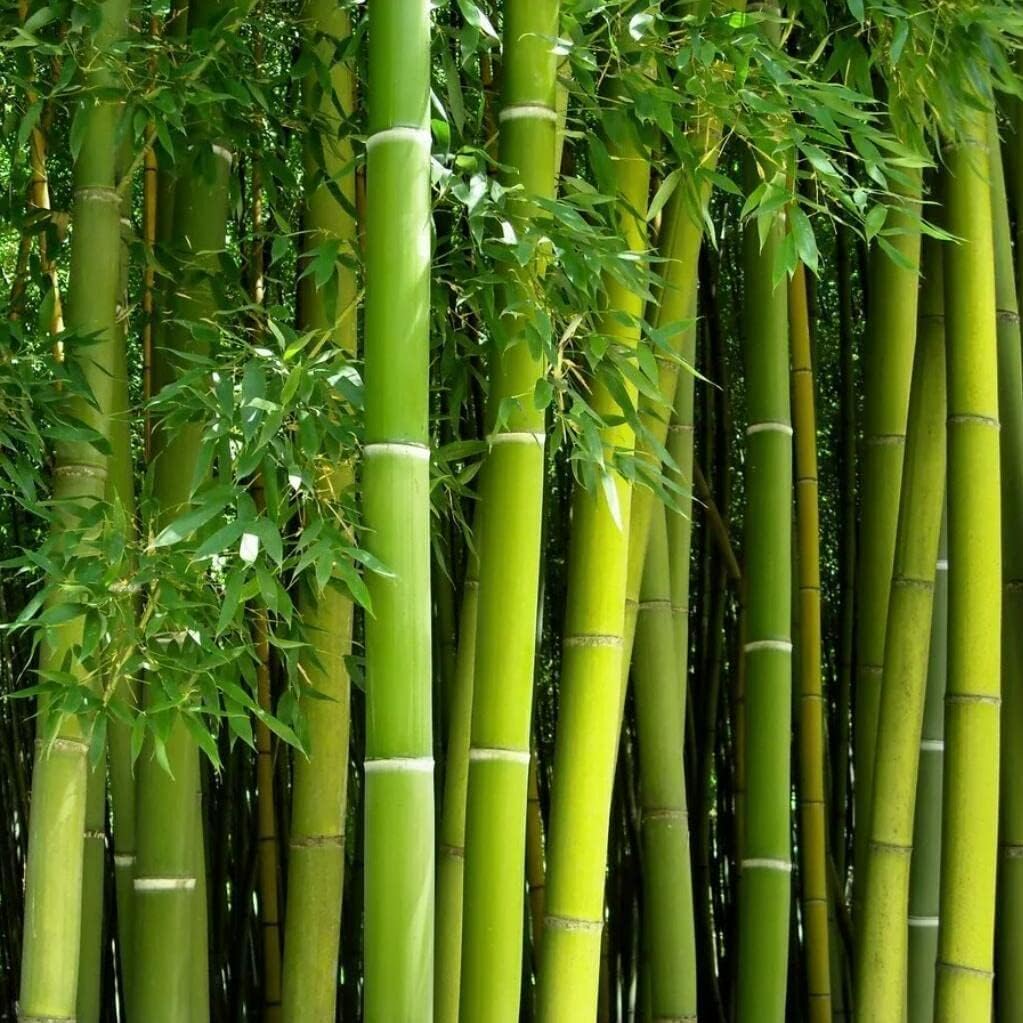 Giant Bamboo Seeds for Planting - 500+ Bamboo Seeds Exotic and Fast Growing Giant Bamboo, Privacy Screen