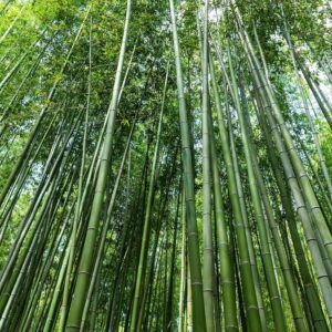 Giant Bamboo Seeds for Planting - 500+ Bamboo Seeds Exotic and Fast Growing Giant Bamboo, Privacy Screen