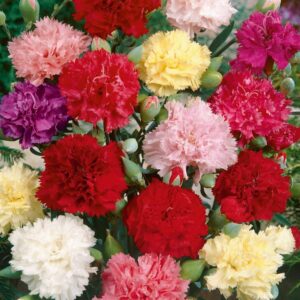 2500 Mixed Carnation Flower Seeds - AKA. Dianthus Caryophyllus Chabaud Mix for Planting Perennial