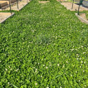 Micro Clover Seeds for Lawn - Microclover Seed for Planting - 4 oz. ~100,000 Seeds - Drought-Tolerant Mini Clover Seed - Grass Alternative Miniclover Seeds for Lawn - by Mountain Valley Seed Company…