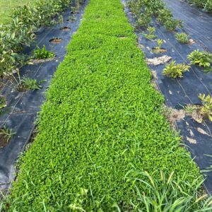 Micro Clover Seeds for Lawn - Microclover Seed for Planting - 4 oz. ~100,000 Seeds - Drought-Tolerant Mini Clover Seed - Grass Alternative Miniclover Seeds for Lawn - by Mountain Valley Seed Company…