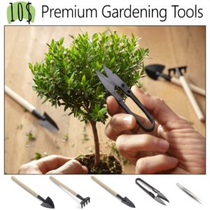 Avergo Bonsai Tree Kit – 5X Unique Japanese Bonzai Trees | Complete Indoor Bonsai Starter Kit for Growing Bonsai Plants with Tools & Planters – Gardening Gifts for Women & Men