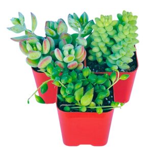 Succulents Plants Live (3-Pack) 2" Hanging Plants Starter Pack, Live Succulent Plants Fully Rooted in Planter Pots with Succulent Soil Mix by The Succulent Cult (3 Pack)