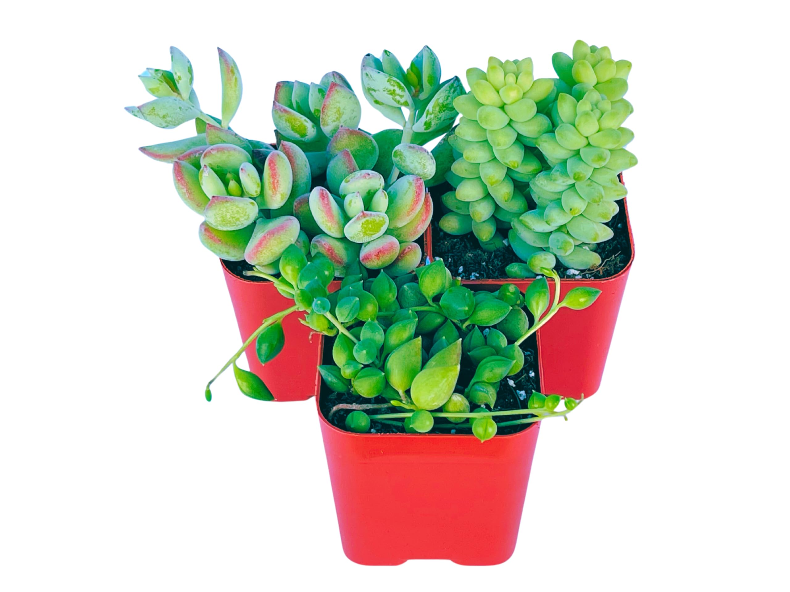 Succulents Plants Live (3-Pack) 2" Hanging Plants Starter Pack, Live Succulent Plants Fully Rooted in Planter Pots with Succulent Soil Mix by The Succulent Cult (3 Pack)