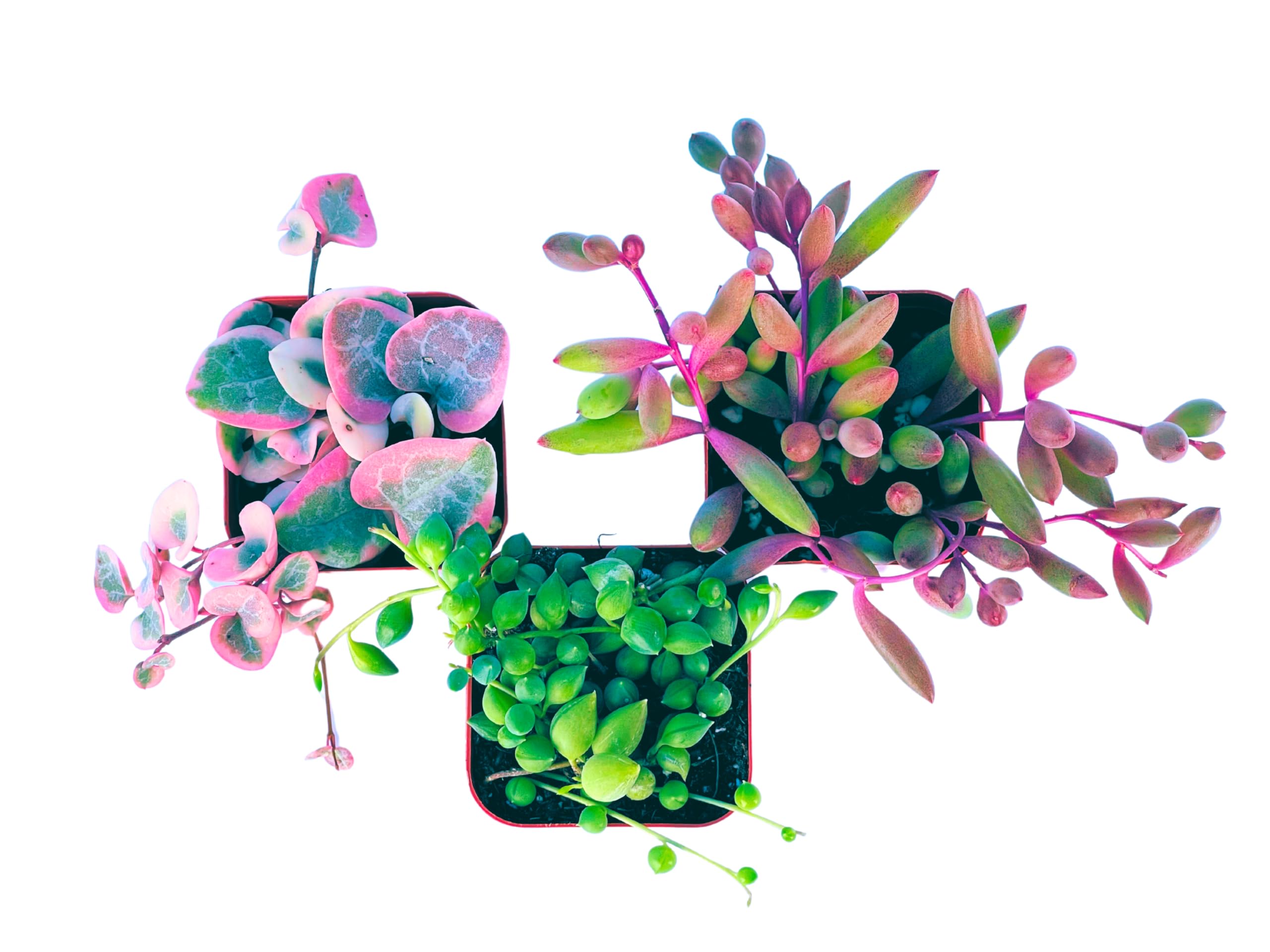 Succulents Plants Live (3-Pack) 2" Hanging Plants Starter Pack, Live Succulent Plants Fully Rooted in Planter Pots with Succulent Soil Mix by The Succulent Cult (3 Pack)