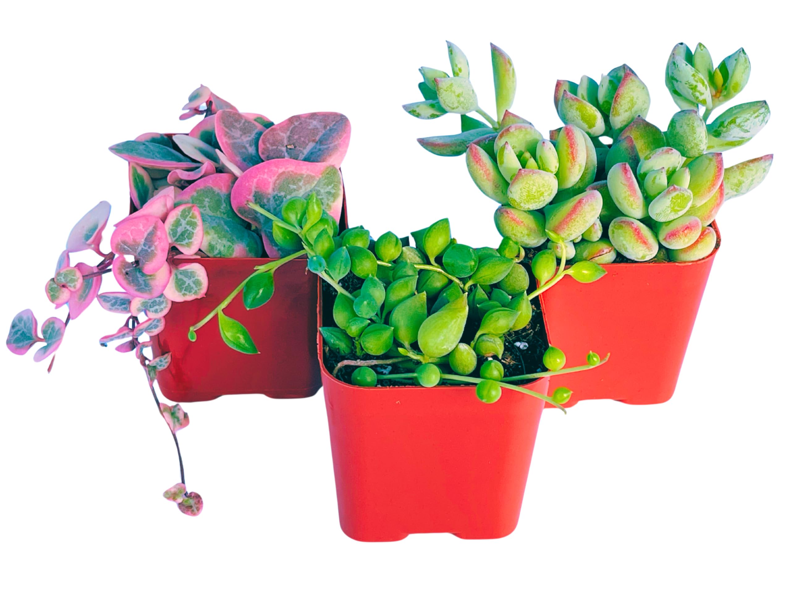 Succulents Plants Live (3-Pack) 2" Hanging Plants Starter Pack, Live Succulent Plants Fully Rooted in Planter Pots with Succulent Soil Mix by The Succulent Cult (3 Pack)