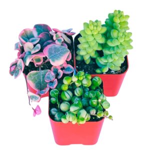 Succulents Plants Live (3-Pack) 2" Hanging Plants Starter Pack, Live Succulent Plants Fully Rooted in Planter Pots with Succulent Soil Mix by The Succulent Cult (3 Pack)