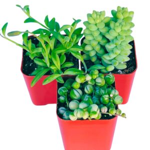 Succulents Plants Live (3-Pack) 2" Hanging Plants Starter Pack, Live Succulent Plants Fully Rooted in Planter Pots with Succulent Soil Mix by The Succulent Cult (3 Pack)