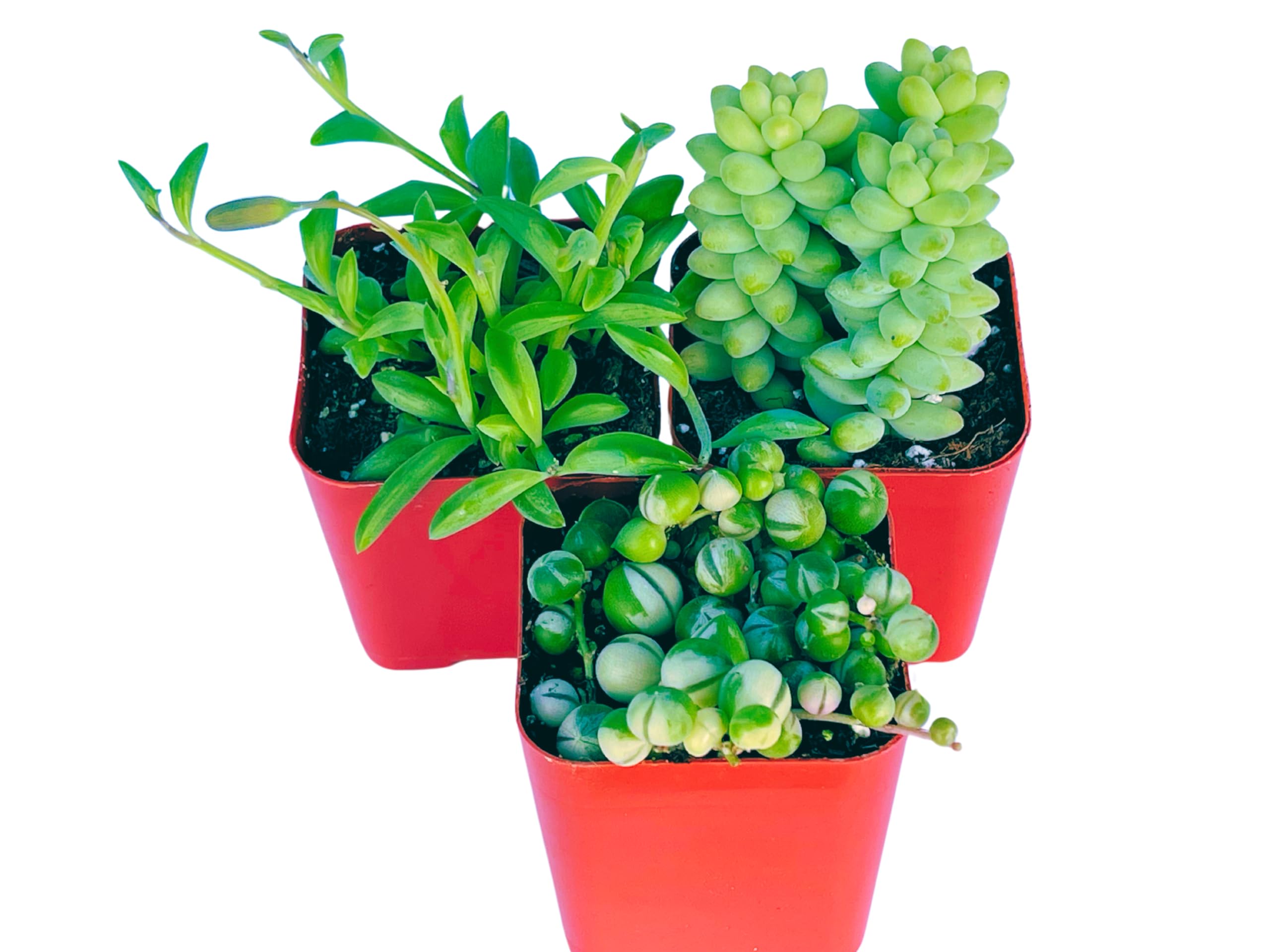 Succulents Plants Live (3-Pack) 2" Hanging Plants Starter Pack, Live Succulent Plants Fully Rooted in Planter Pots with Succulent Soil Mix by The Succulent Cult (3 Pack)