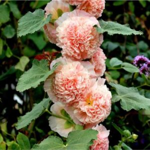 Generic 100pcs Vibrant Mixed Hollyhock Seeds - Hardy Biennial with Double Flowers, Perfect for Wildflower & All Garden Types