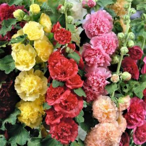 generic 100pcs vibrant mixed hollyhock seeds - hardy biennial with double flowers, perfect for wildflower & all garden types