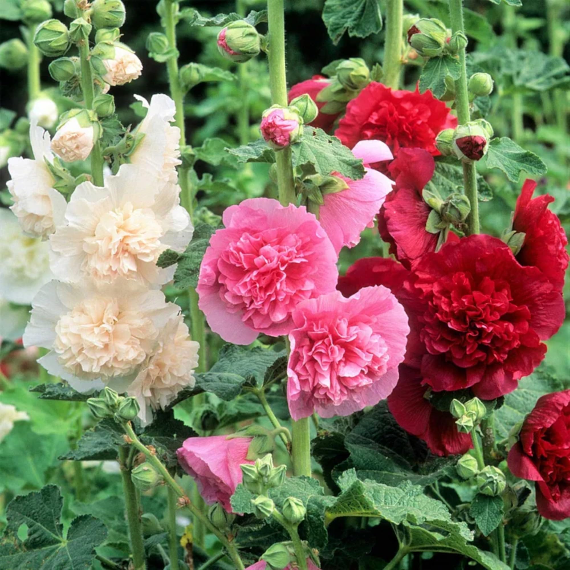 Generic 100pcs Vibrant Mixed Hollyhock Seeds - Hardy Biennial with Double Flowers, Perfect for Wildflower & All Garden Types