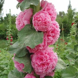 Generic 100pcs Vibrant Mixed Hollyhock Seeds - Hardy Biennial with Double Flowers, Perfect for Wildflower & All Garden Types