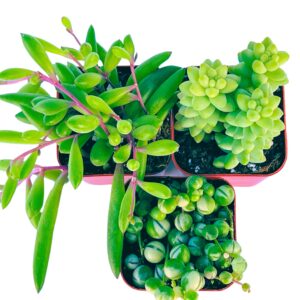 Succulents Plants Live (3-Pack) 2" Hanging Plants Starter Pack, Live Succulent Plants Fully Rooted in Planter Pots with Succulent Soil Mix by The Succulent Cult (3 Pack)