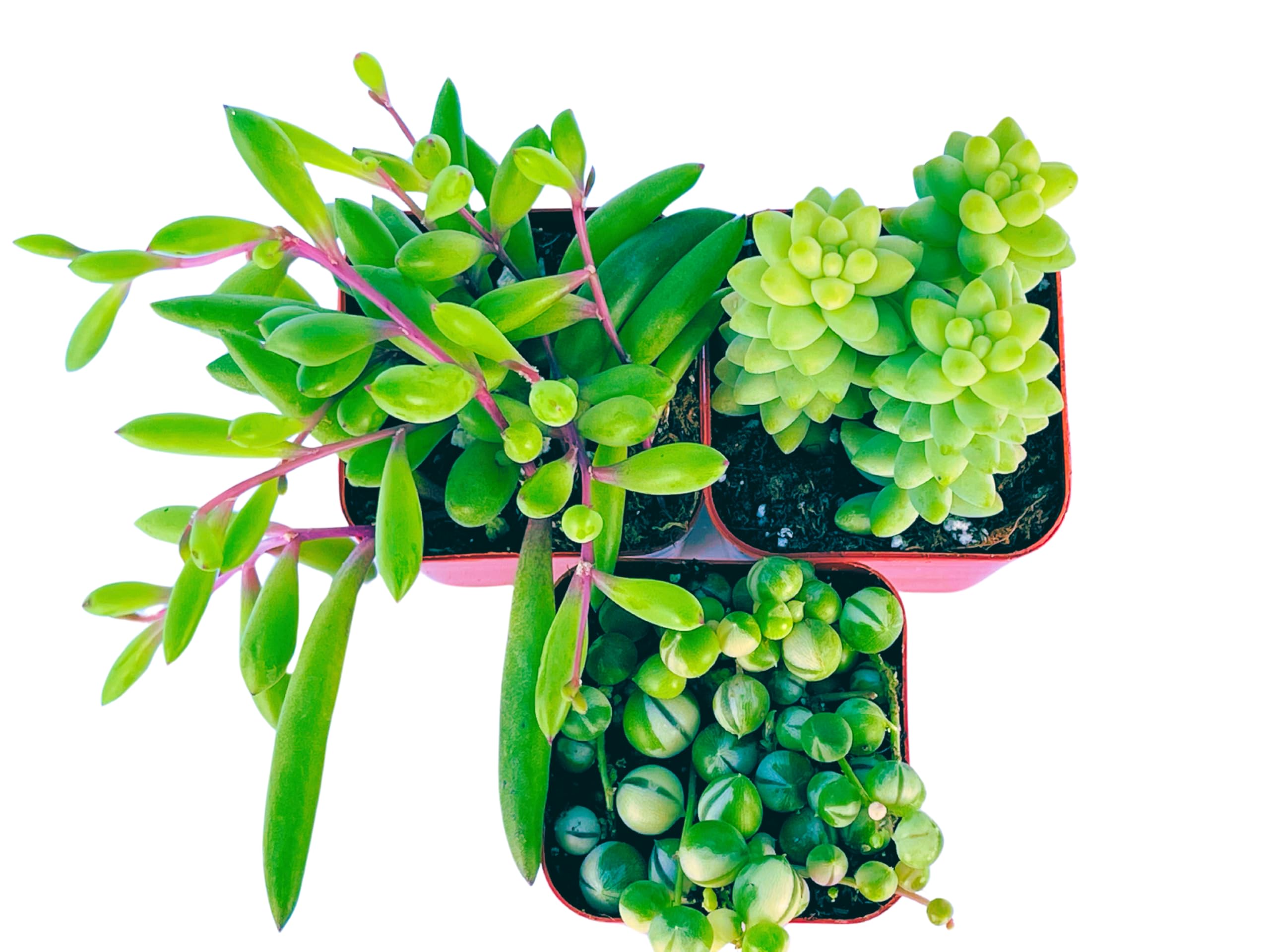 Succulents Plants Live (3-Pack) 2" Hanging Plants Starter Pack, Live Succulent Plants Fully Rooted in Planter Pots with Succulent Soil Mix by The Succulent Cult (3 Pack)