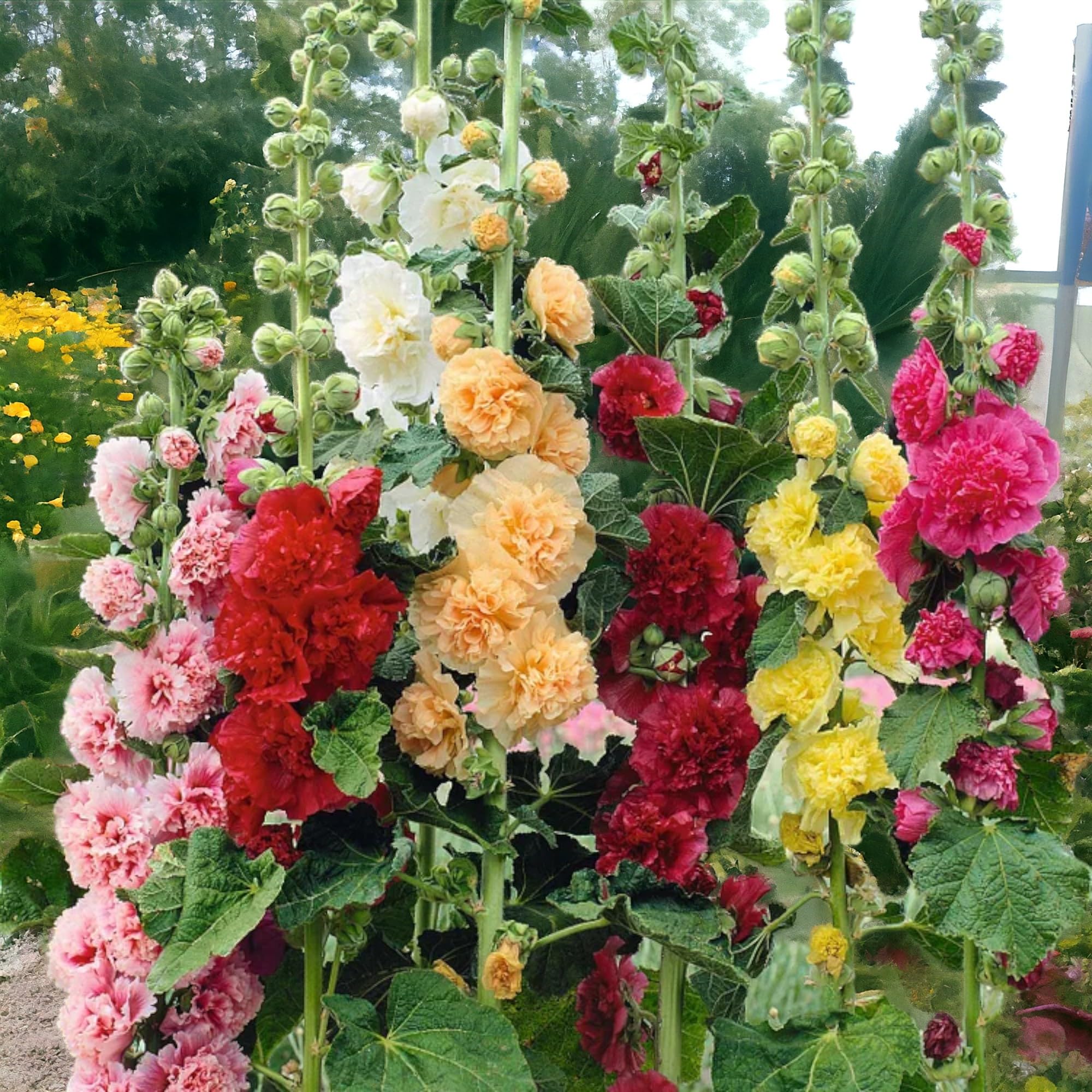 Generic 100pcs Vibrant Mixed Hollyhock Seeds - Hardy Biennial with Double Flowers, Perfect for Wildflower & All Garden Types