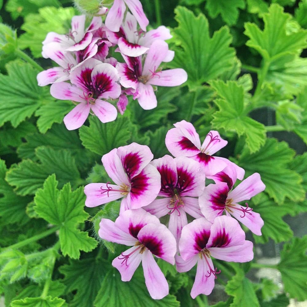 1000 Citronella Plant Seeds for Planting - Non-GMO Mosquito Plant Seeds - Home Heirloom Garden Perennial Citronella Geranium Seeds for Planting