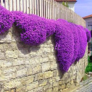 15000+ Creeping Thyme Ground Cover Seeds for Planting - Magic Perennial Flower Landscaping Seeds Heirloom Non-GMO Thymus Serpyllum Seeds for Garden