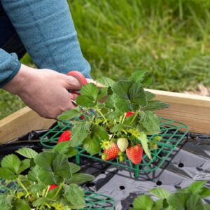 Iceyyyy 12 Packs Square Strawberry Supports-Strawberry Growing Racks- Plant Support Strawberry Stand Holder Growing Frame Keep Berries Clean (Square 12PCS)