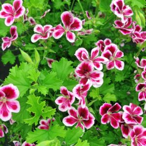 1000 Citronella Plant Seeds for Planting - Non-GMO Mosquito Plant Seeds - Home Heirloom Garden Perennial Citronella Geranium Seeds for Planting