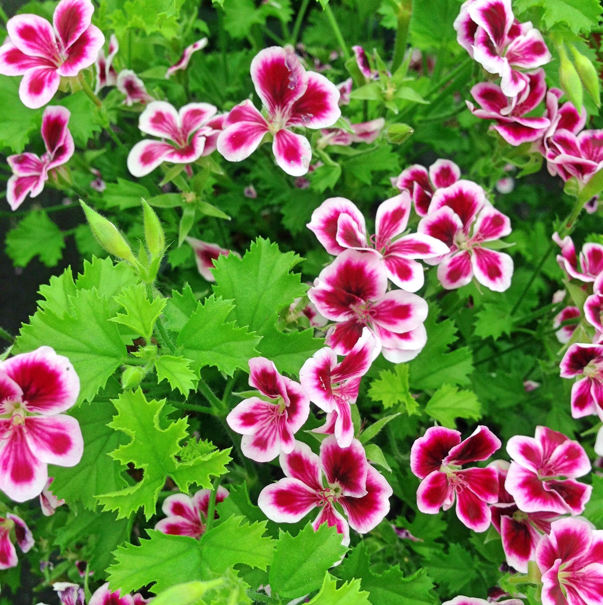 1000 Citronella Plant Seeds for Planting - Non-GMO Mosquito Plant Seeds - Home Heirloom Garden Perennial Citronella Geranium Seeds for Planting