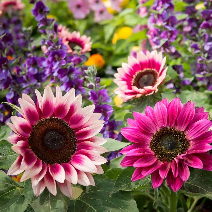 Mixed Sunflower Seeds for Planting - 500+ Heirloom Non-GMO Sunflower Seeds Open Pollinated & Untreated - Attracts Butterflies & Bees