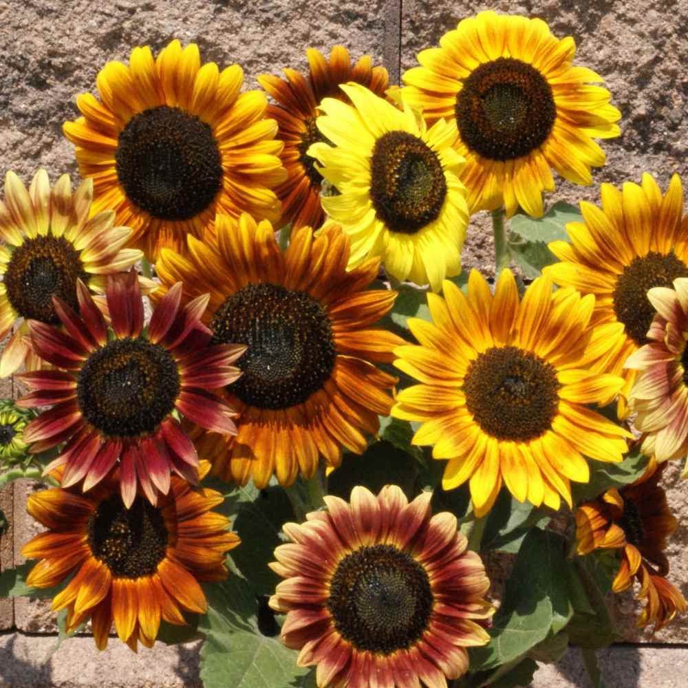 Mixed Sunflower Seeds for Planting - 500+ Heirloom Non-GMO Sunflower Seeds Open Pollinated & Untreated - Attracts Butterflies & Bees