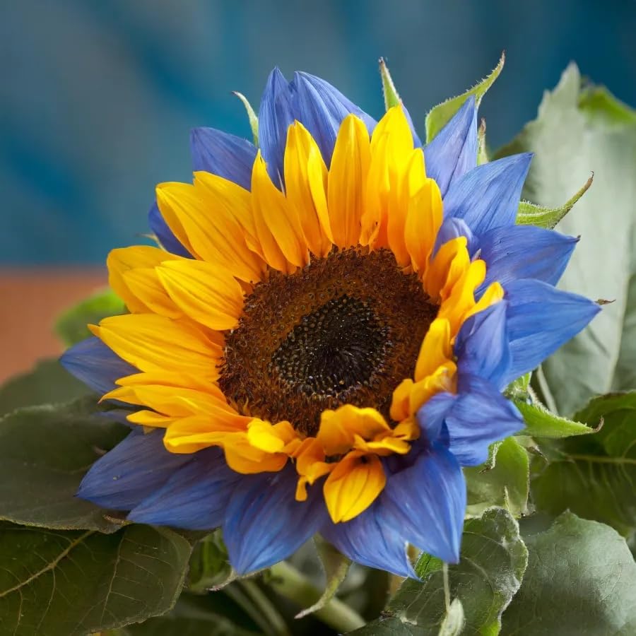 Mixed Sunflower Seeds for Planting - 500+ Heirloom Non-GMO Sunflower Seeds Open Pollinated & Untreated - Attracts Butterflies & Bees