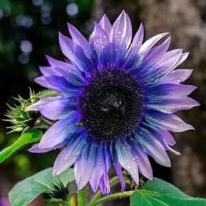 Mixed Sunflower Seeds for Planting - 500+ Heirloom Non-GMO Sunflower Seeds Open Pollinated & Untreated - Attracts Butterflies & Bees