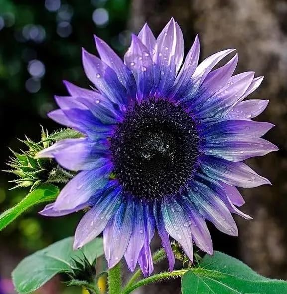 Mixed Sunflower Seeds for Planting - 500+ Heirloom Non-GMO Sunflower Seeds Open Pollinated & Untreated - Attracts Butterflies & Bees