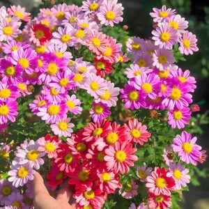 1000+pyrethrum seeds for planting -pyrethrum flower seeds yellow-tanacetum chrysanthemum plant garden flower seed