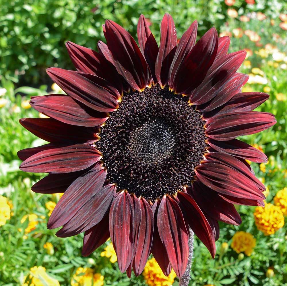 Mixed Sunflower Seeds for Planting - 500+ Heirloom Non-GMO Sunflower Seeds Open Pollinated & Untreated - Attracts Butterflies & Bees