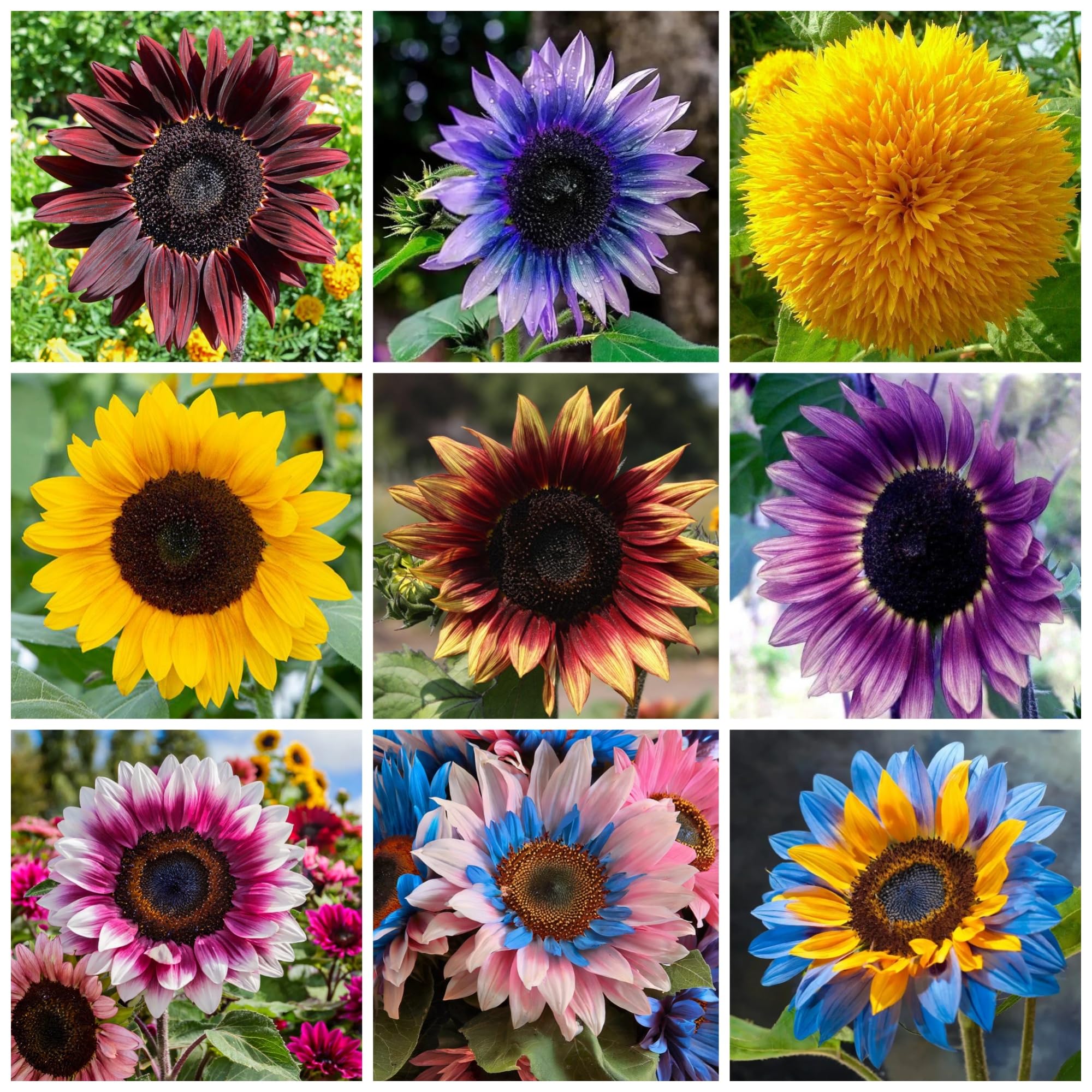 Mixed Sunflower Seeds for Planting - 500+ Heirloom Non-GMO Sunflower Seeds Open Pollinated & Untreated - Attracts Butterflies & Bees