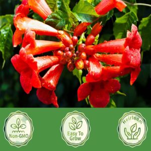 100+Hummingbird Trumpet Vine Plant Seeds-Trumpet Creeper Seeds Non-GMO Heirloom Flower Seed