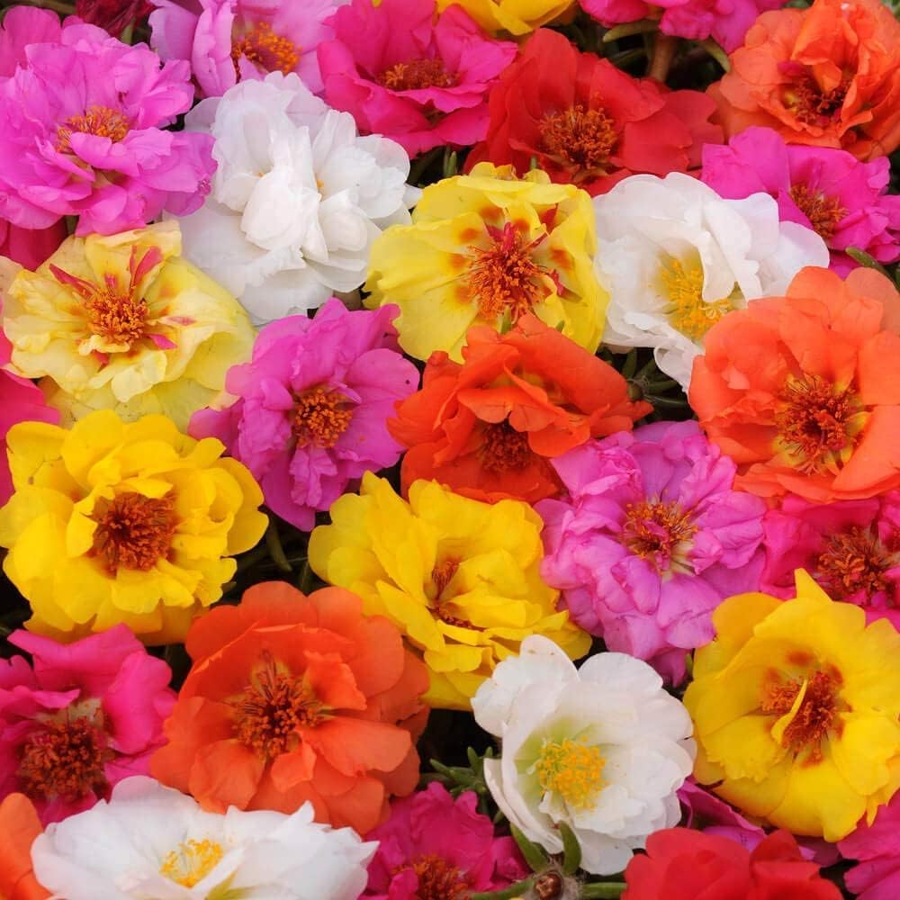 5000+ Mixed Moss Rose Seeds for Planting - Portulaca Grandiflora Seeds Tropical Ground Cover Plant Seeds - Heat & Drought Tolerant