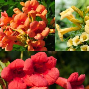 100+hummingbird trumpet vine plant seeds-trumpet creeper seeds non-gmo heirloom flower seed