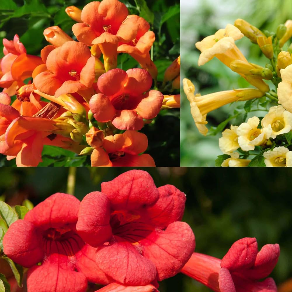 100+Hummingbird Trumpet Vine Plant Seeds-Trumpet Creeper Seeds Non-GMO Heirloom Flower Seed