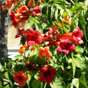 100+Hummingbird Trumpet Vine Plant Seeds-Trumpet Creeper Seeds Non-GMO Heirloom Flower Seed