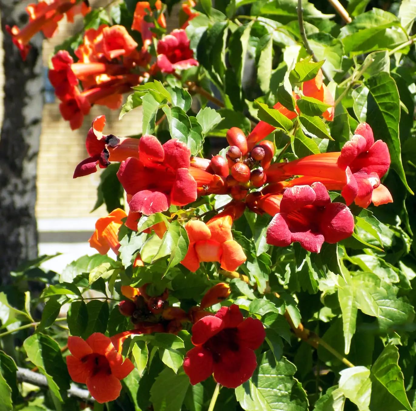 100+Hummingbird Trumpet Vine Plant Seeds-Trumpet Creeper Seeds Non-GMO Heirloom Flower Seed