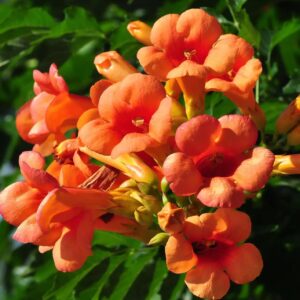 100+Hummingbird Trumpet Vine Plant Seeds-Trumpet Creeper Seeds Non-GMO Heirloom Flower Seed