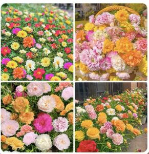 5000+ mixed moss rose seeds for planting - portulaca grandiflora seeds tropical ground cover plant seeds - heat & drought tolerant