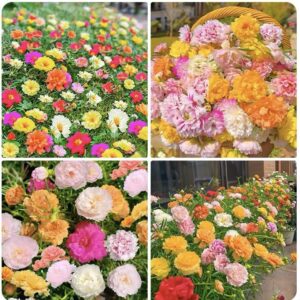 5000+ Mixed Moss Rose Seeds for Planting - Portulaca Grandiflora Seeds Tropical Ground Cover Plant Seeds - Heat & Drought Tolerant